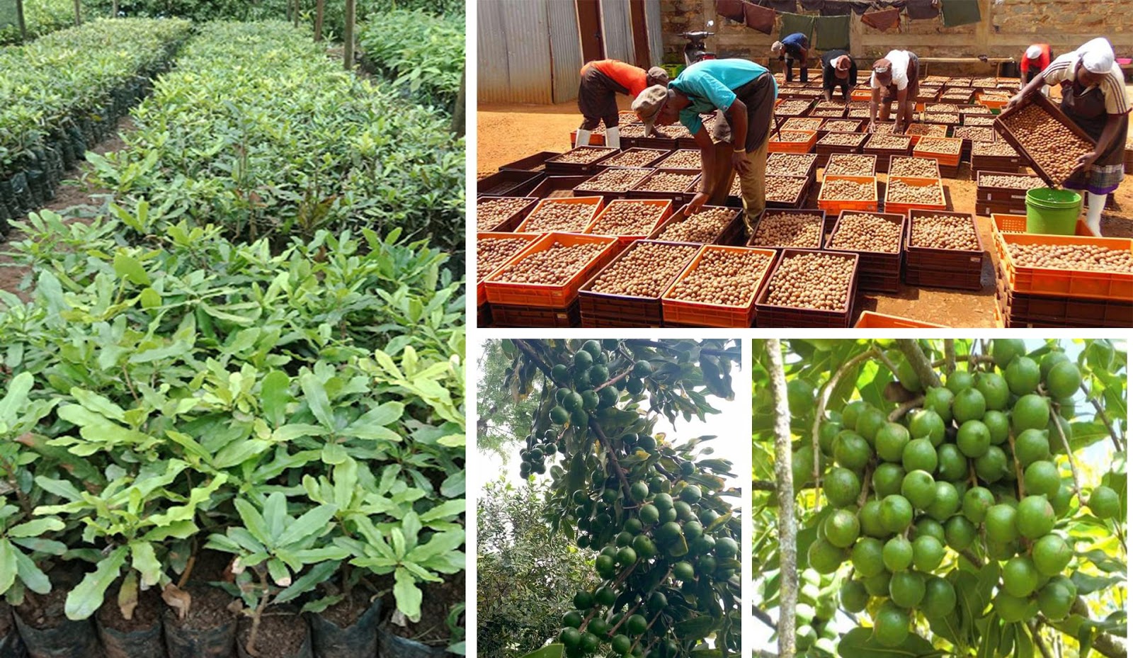 Global macadamia market